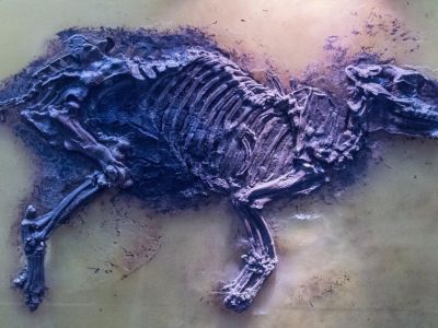 Studie zur Verbesserung der Besuchernachfrage für das UNESCO Weltnaturerbe Grube Messel
